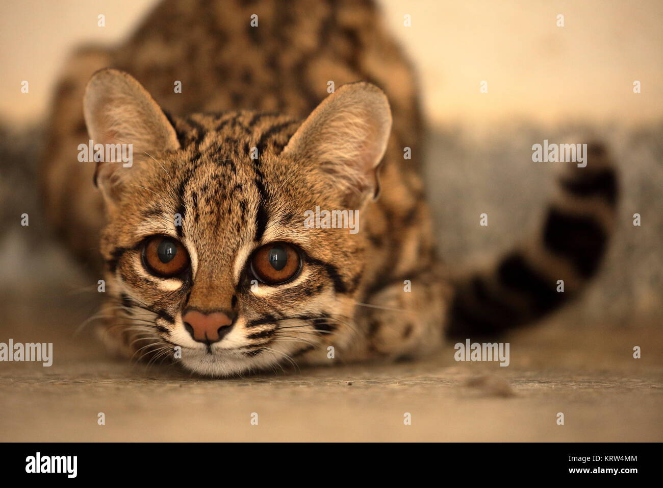 gato tigre o gato ocelote de brasil Fotografía de stock - Alamy