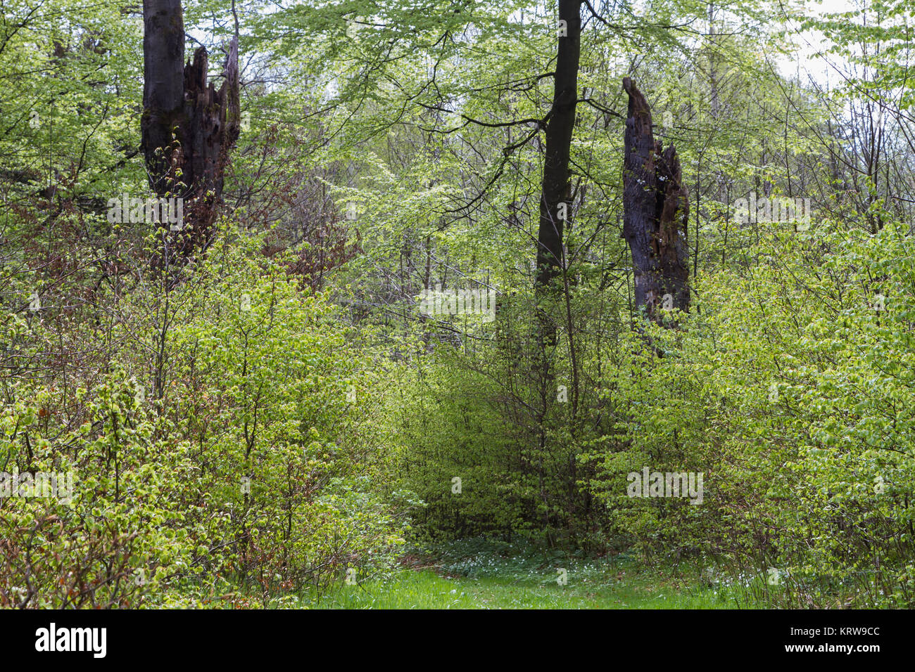 Harz Selketal-Sieg unberÃ¼hrte Natur Foto de stock