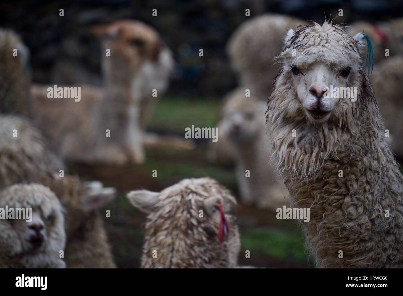 Rebaño de alpacas en Q'ero aldea en los Andes cerca del Valle Sagrado. Q'ero se consideran los antepasados espirituales de los Incas que viven en 4300* m de altitud Foto de stock