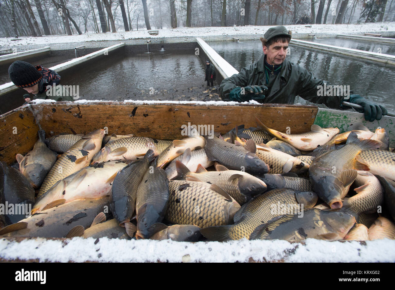 Los empleados de Rybnicni hospodarstvi (piscicultura) empresa de peces de  piscifactoría con carpas en Lazne Bohdanec, República Checa, el 21 de  diciembre de 2017. Las carpas se vende como un alimento tradicional