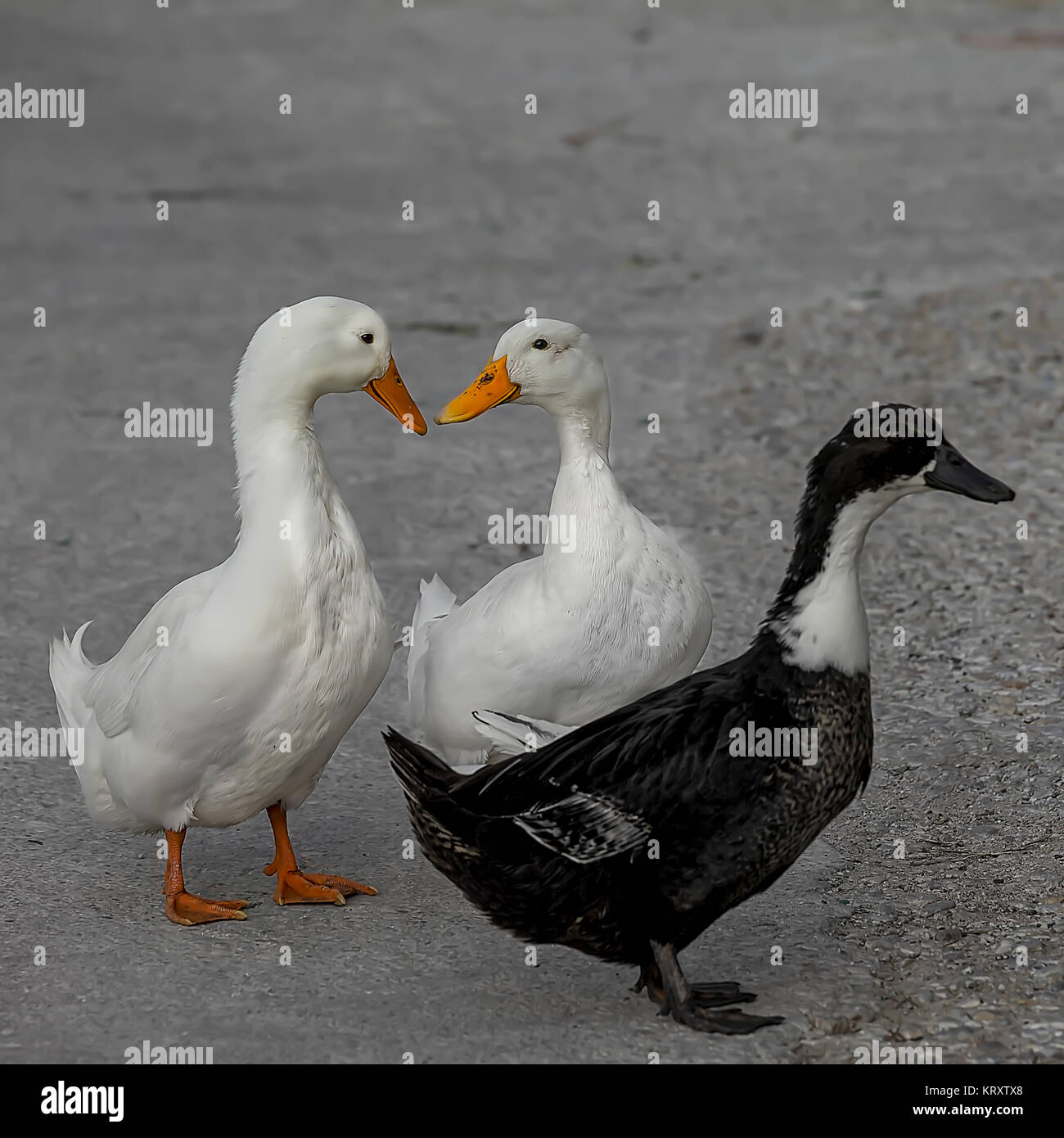 Tres patos caminando por una calle de la aldea. Dos patos blancos besar mutuamente formando una forma corazón mientras el black duck está mirando a otro lado. Foto de stock