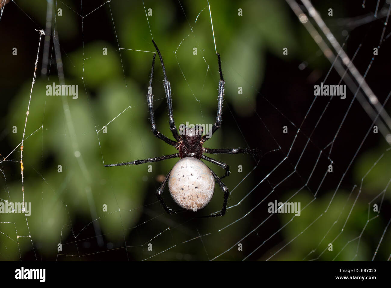 Botín De Caza Fotos e Imágenes de stock - Página 10 - Alamy
