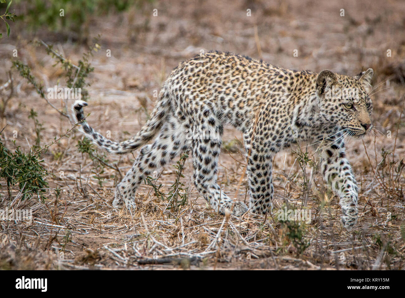 Leopard caminar en el Parque Nacional Kruger, Sudáfrica. Foto de stock