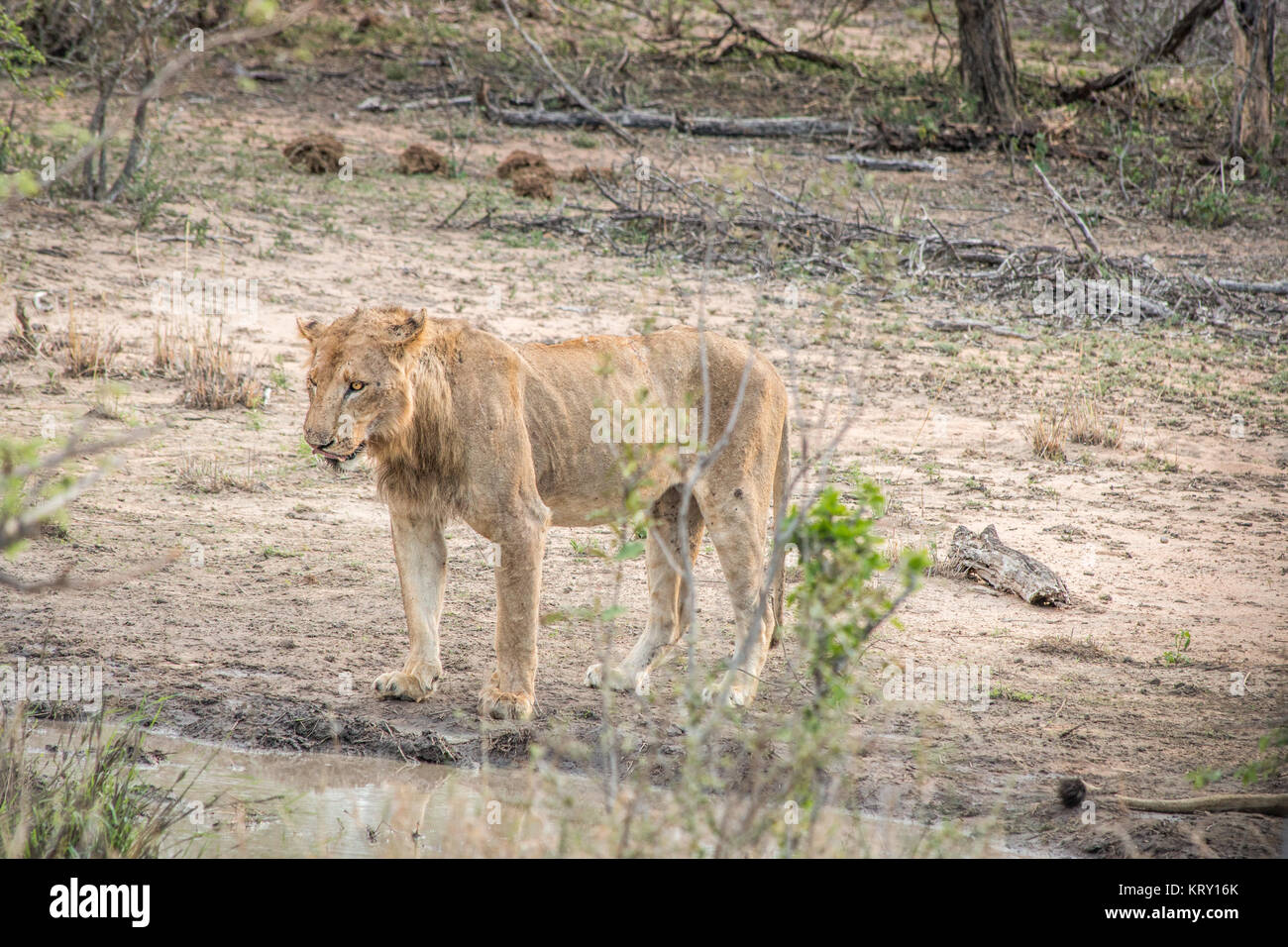 León de beber en el Parque Nacional Kruger, Sudáfrica. Foto de stock