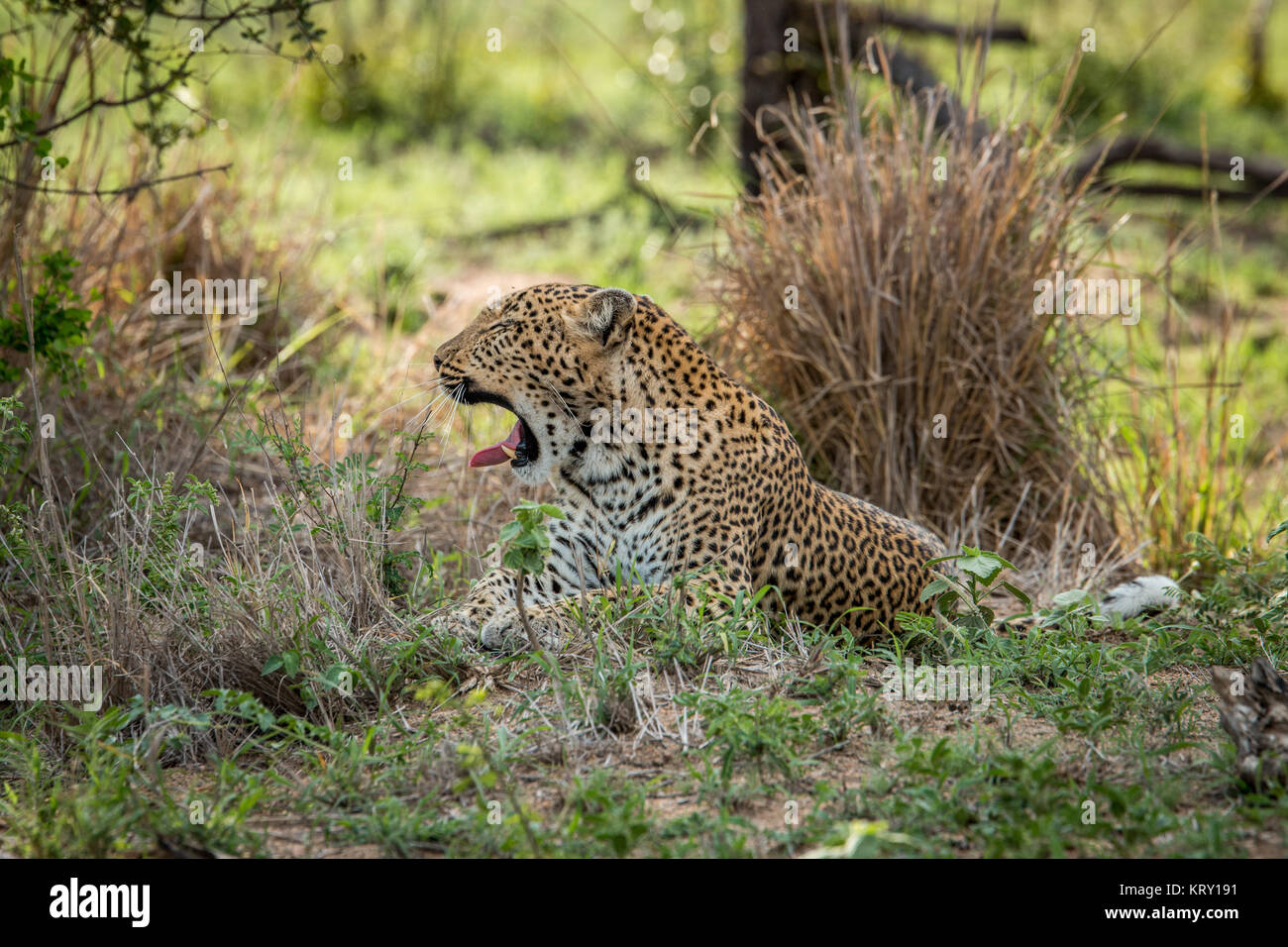 Bostezo leopardo en el Parque Nacional Kruger, Sudáfrica. Foto de stock