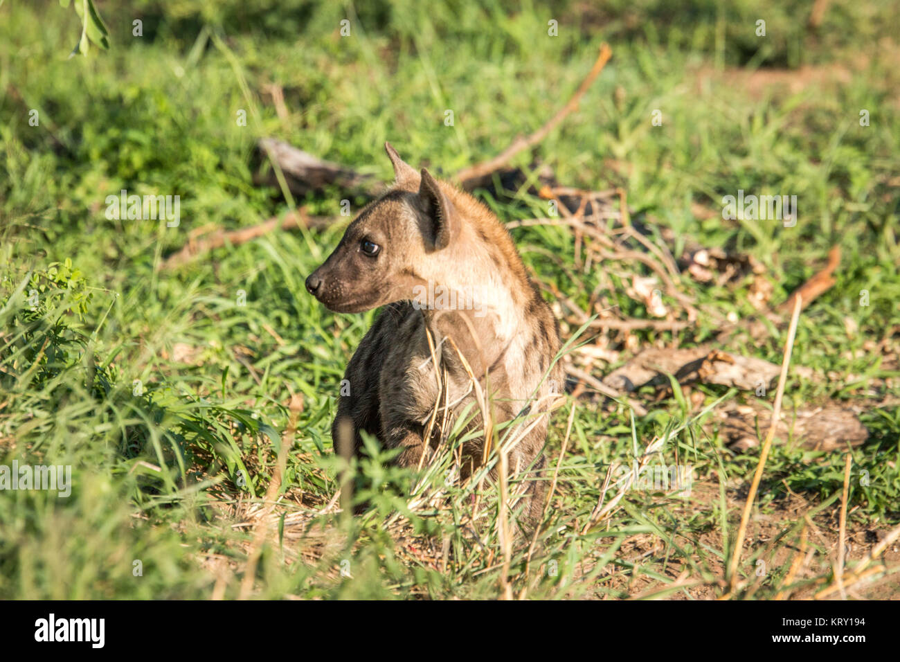 Spotted Hyena en los matorrales del Parque Nacional Kruger, Sudáfrica. Foto de stock