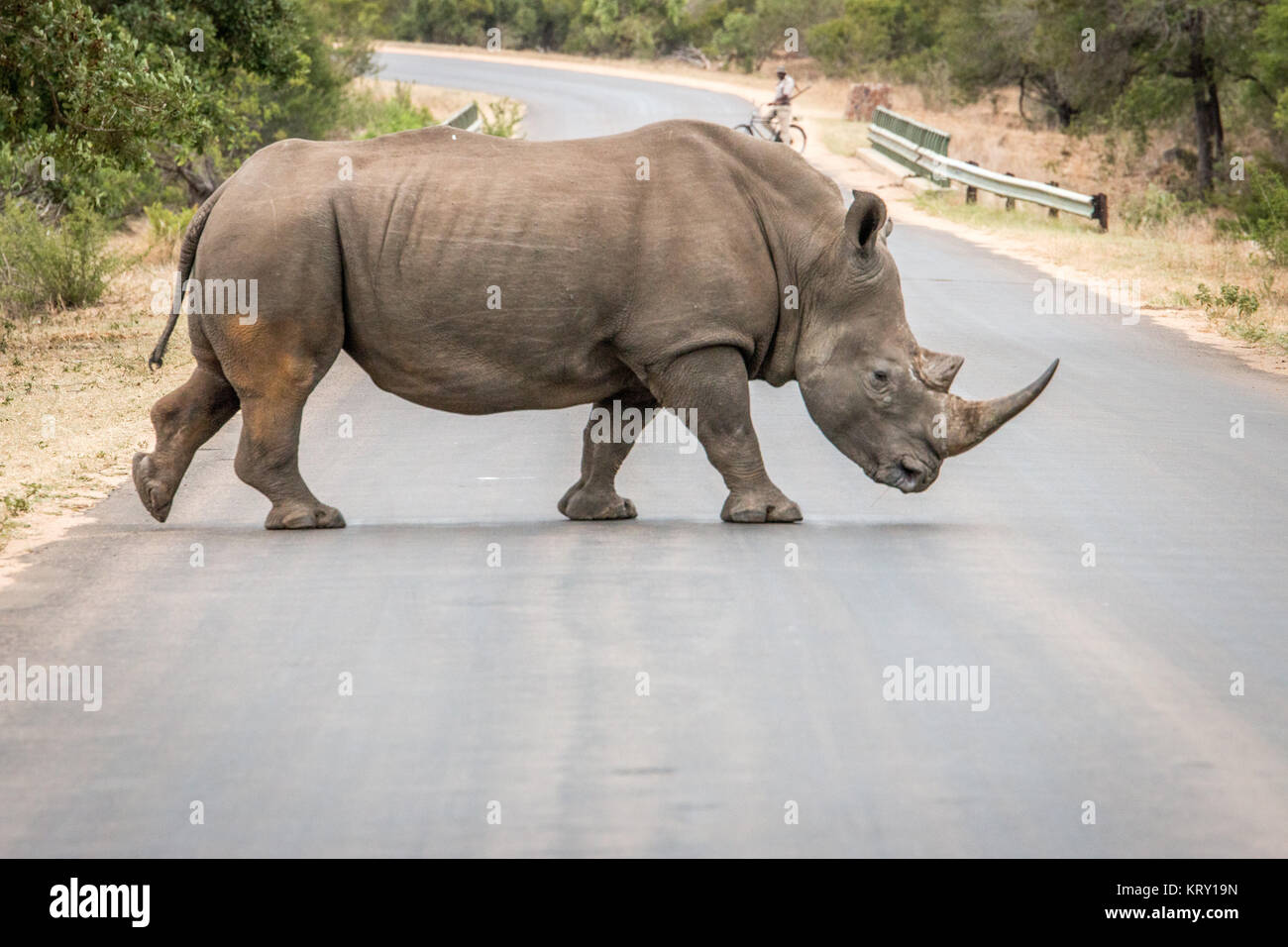 White Rhino cruzar la carretera en el Parque Nacional Kruger, Sudáfrica. Foto de stock