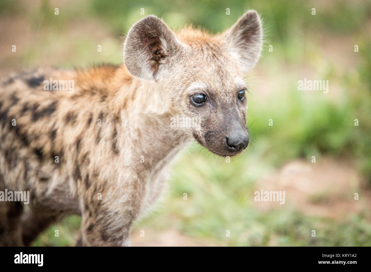Los jóvenes Spotted Hyena en el Parque Nacional Kruger, Sudáfrica. Foto de stock