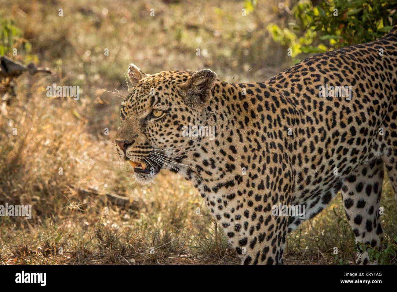 Protagonizada por el leopardo en el Parque Nacional Kruger, Sudáfrica. Foto de stock