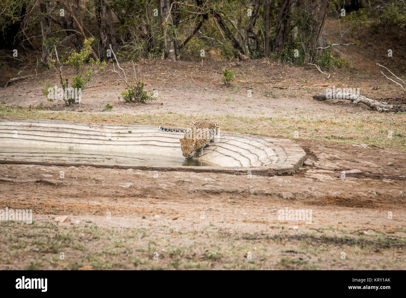 Beber Leopard en el Parque Nacional Kruger, Sudáfrica. Foto de stock