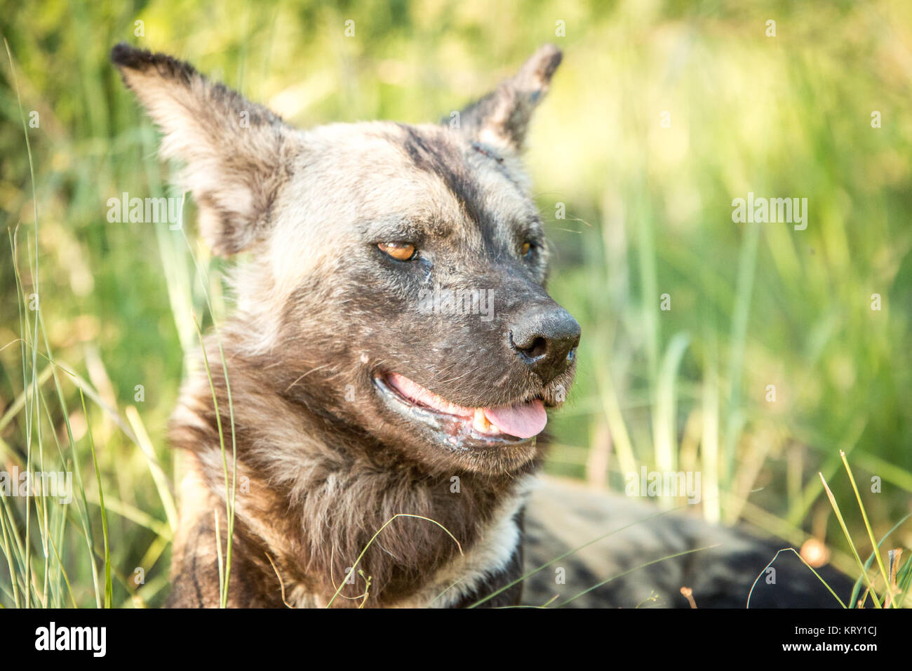 Protagonizada por perros salvajes africanos en el Parque Nacional Kruger, Sudáfrica. Foto de stock