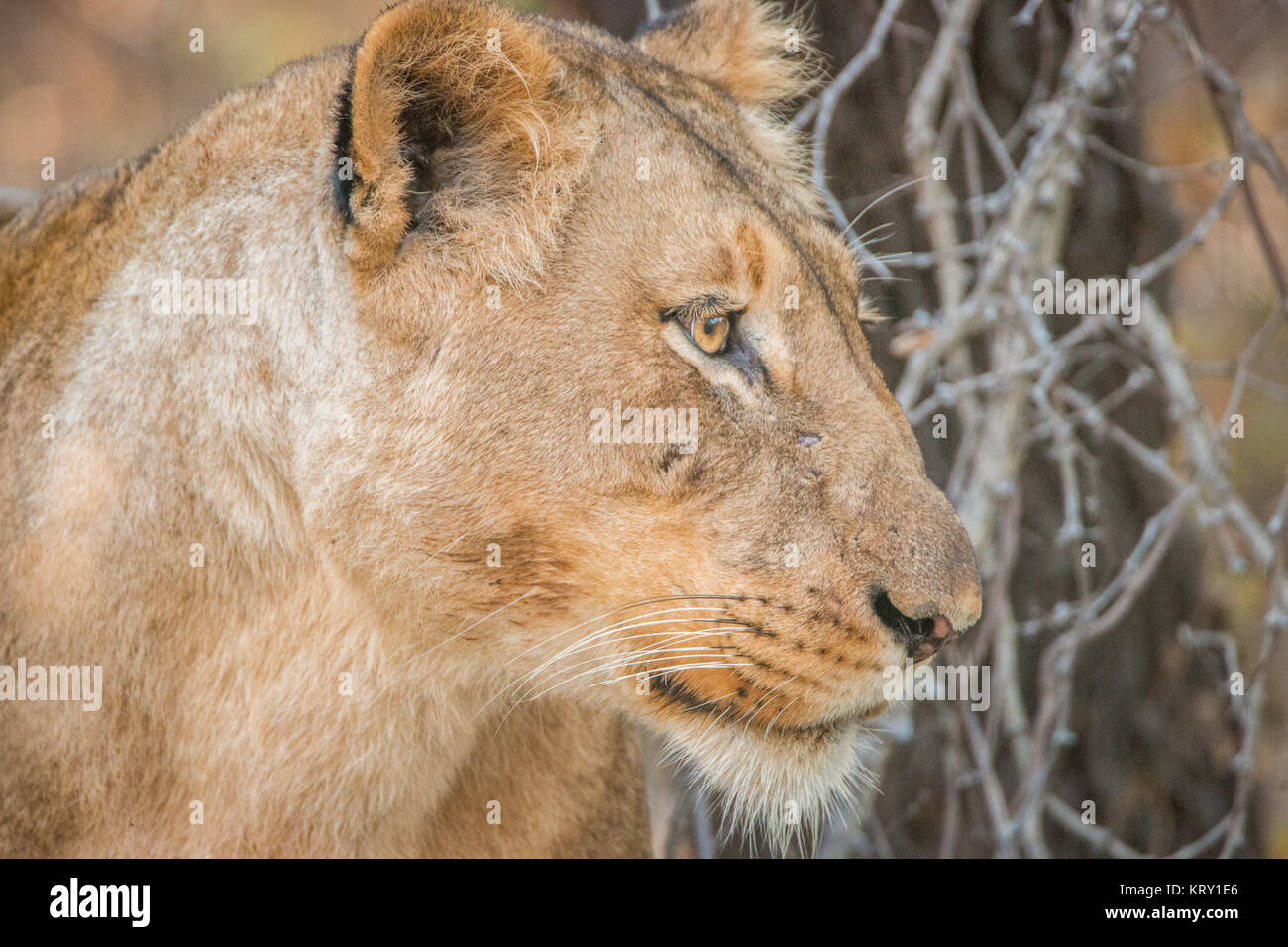 El perfil lateral de una leona en el Parque Nacional Kruger, Sudáfrica. Foto de stock