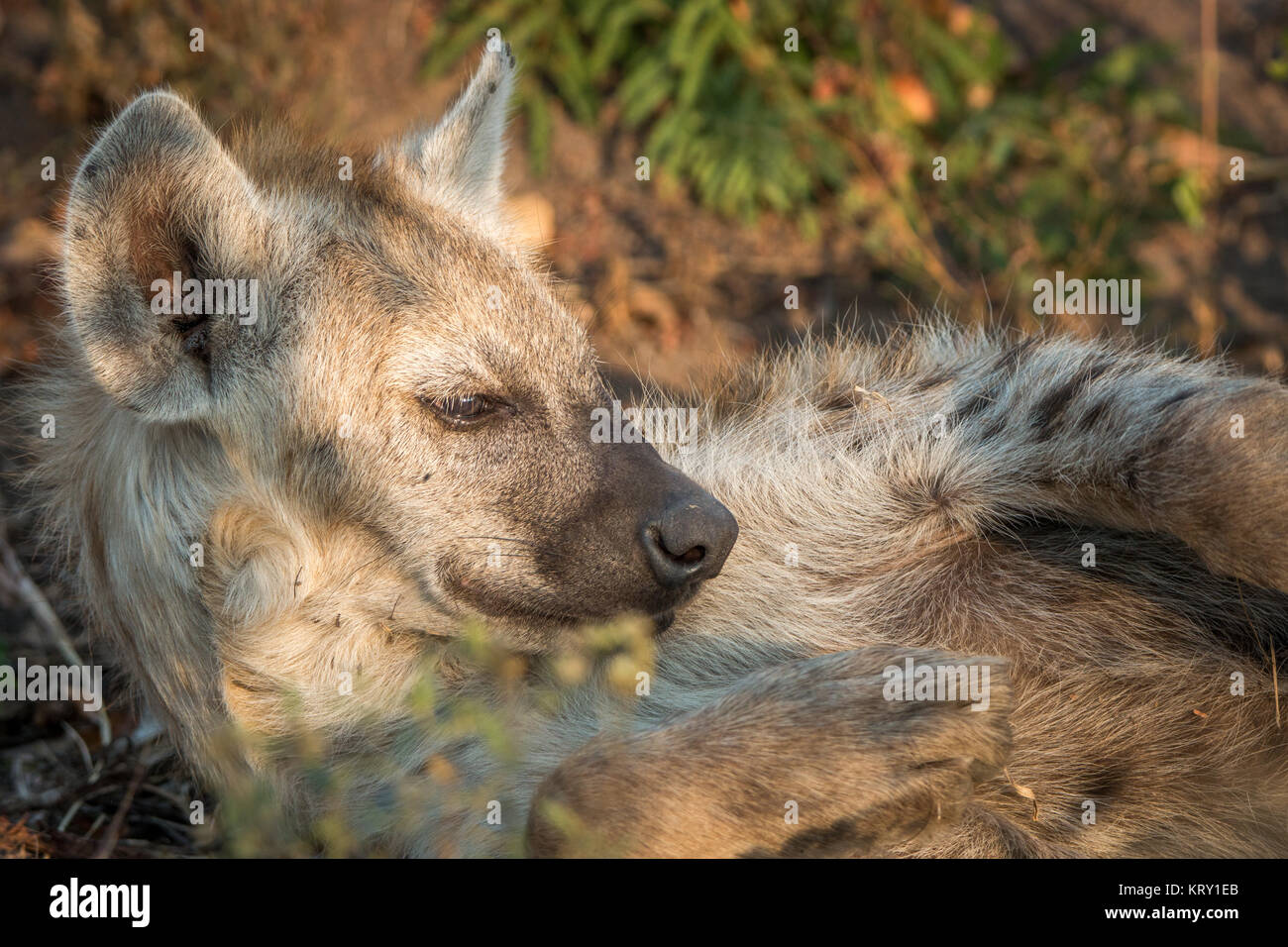 Dormir Spotted Hyena en el Parque Nacional Kruger, Sudáfrica. Foto de stock