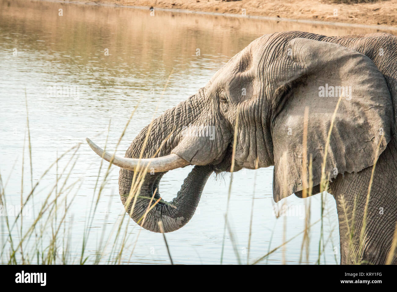 Beber elefantes en el Parque Nacional Kruger, Sudáfrica. Foto de stock
