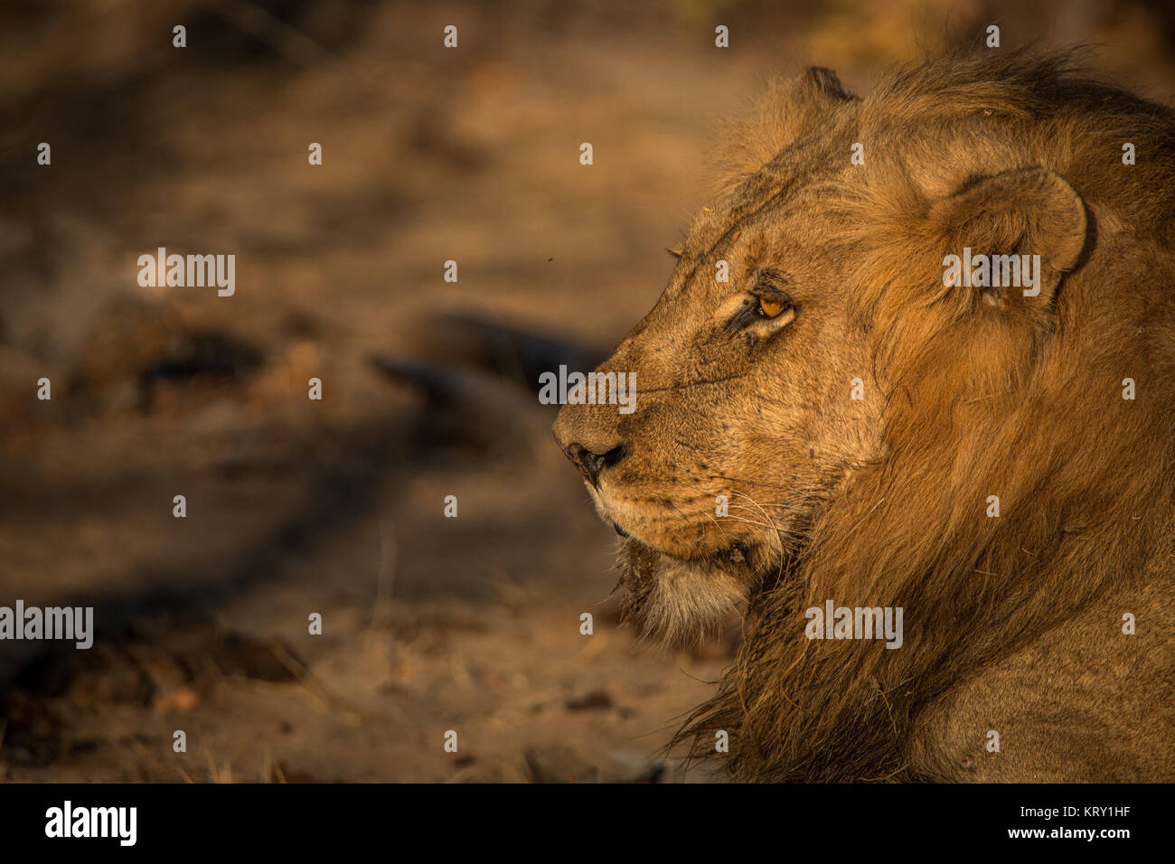 El perfil lateral de un león en el Parque Nacional Kruger, Sudáfrica. Foto de stock