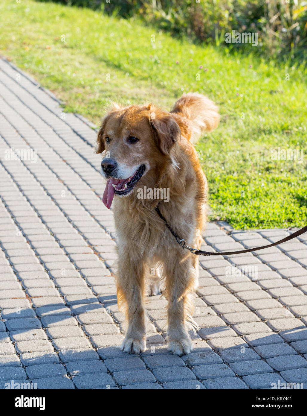Hermoso perro golden retriever caminando sobre una correa en el parque