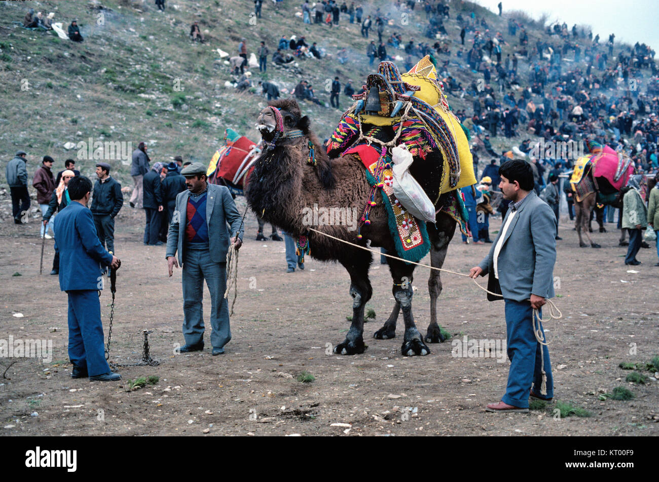 Los hombres turcos o turcos y vestidos de camellos o la lucha de camellos se reúnen para el Festival de lucha de camellos anual celebrada en el antiguo anfiteatro de Éfeso Turquía Foto de stock