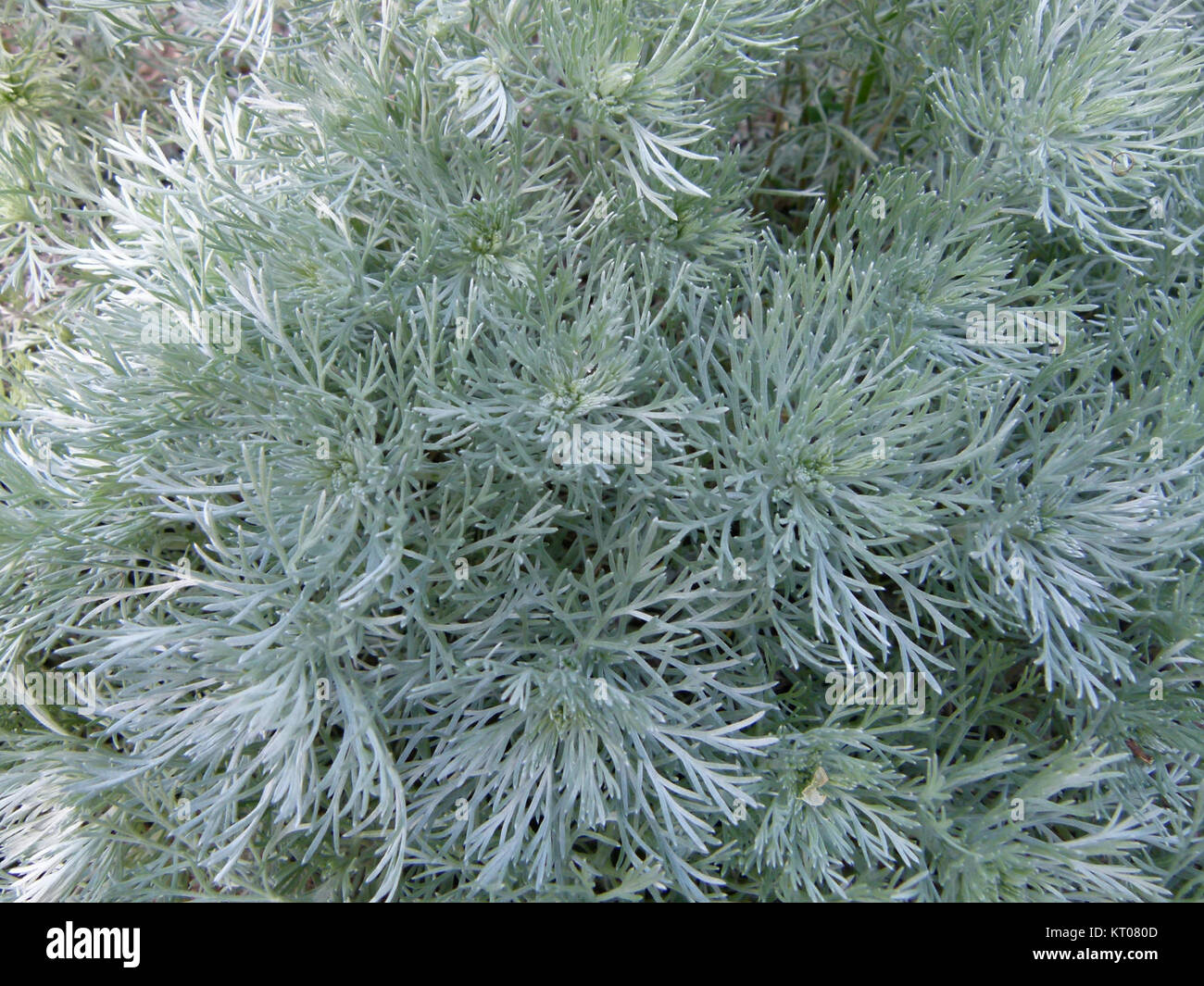Artemisia schmidtiana Parc de Bercy Foto de stock
