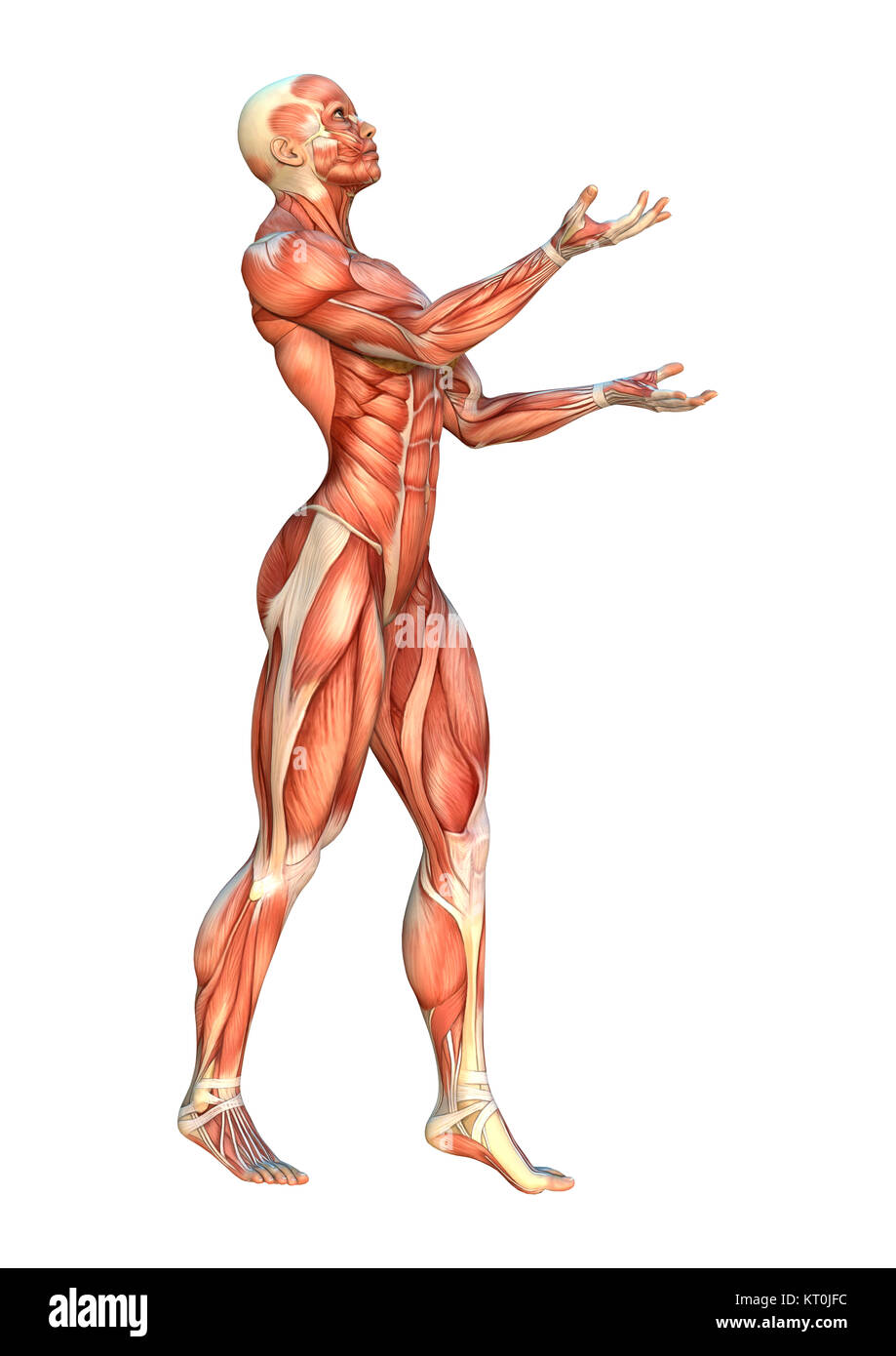 Mapas 3D Rendering muscular Foto de stock