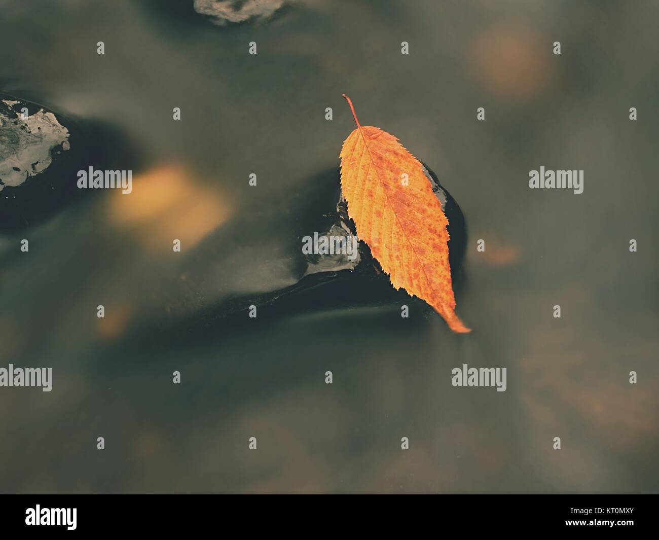 Naranja amarillo podrido viejo hayedo hoja sobre piedras de basalto en la fría agua borrosa de río de montaña, la primera hoja de otoño. Foto de stock