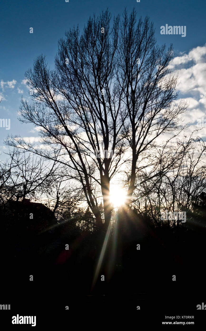 Silueta de un árbol y sun bengala desde atrás Foto de stock