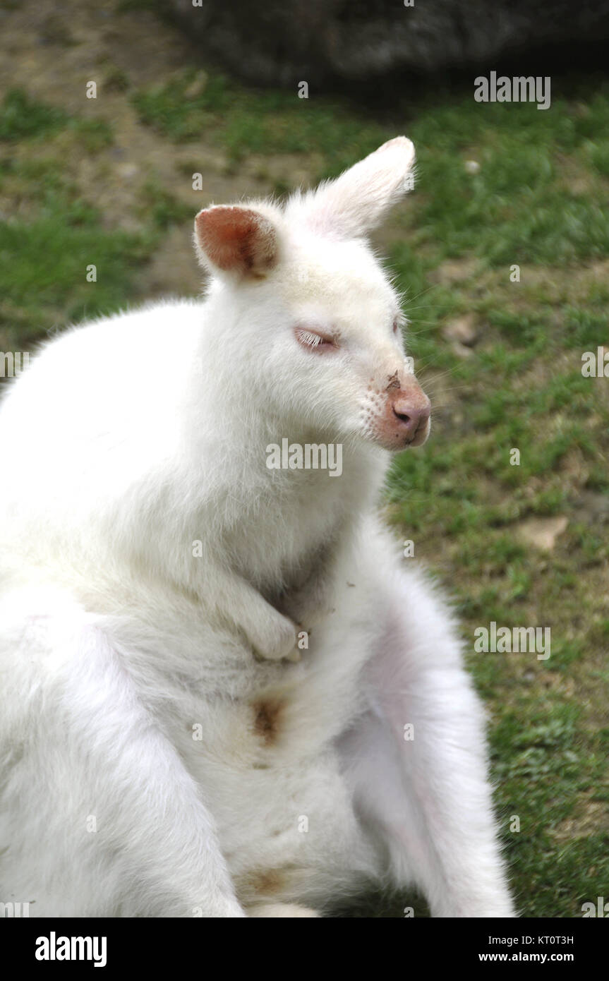 Canguro blanco fotografías e imágenes de alta resolución - Alamy