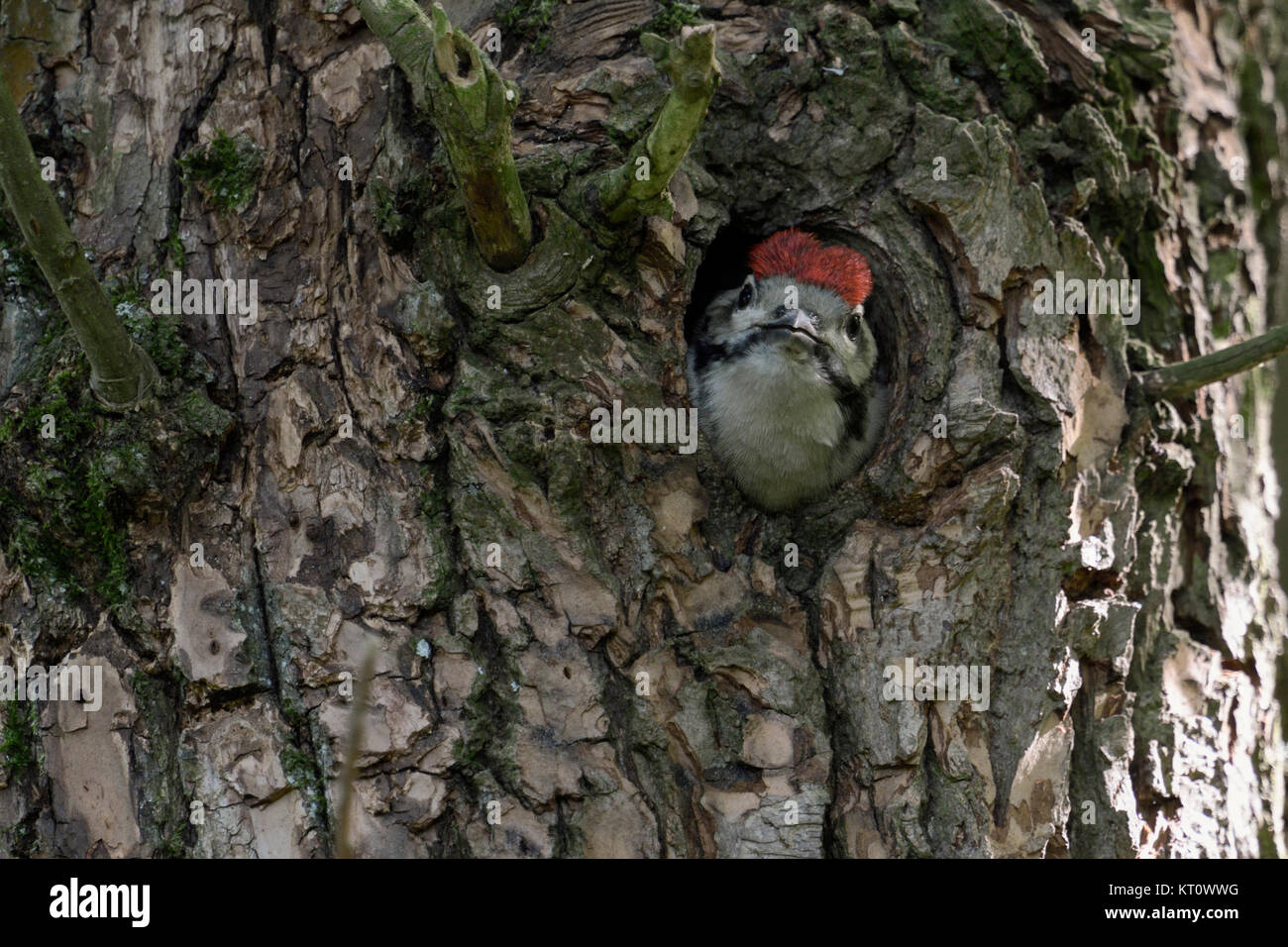 Mayor / pico picapinos Dendrocopos / Buntspecht ( grandes ), juveniles, garbanzos, mirando el agujero de nidos, Europa. Foto de stock