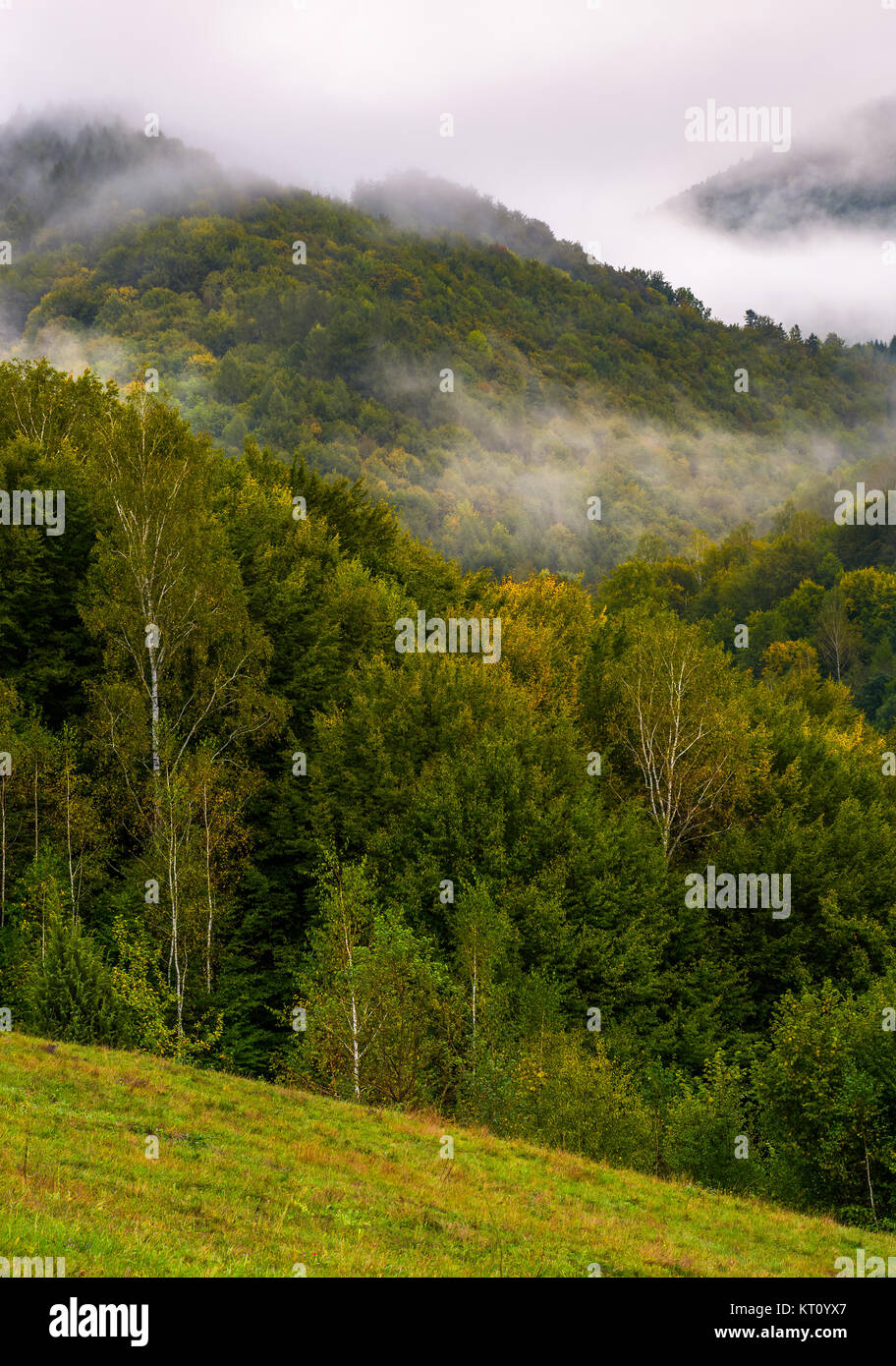 Niebla y nubes bajas a lo largo de las montañas boscosas. misterioso paisaje en otoño profundo Foto de stock