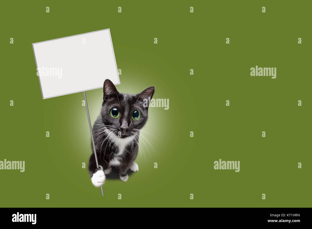 Lindo gato sosteniendo un cartel en blanco Fotografía de stock - Alamy