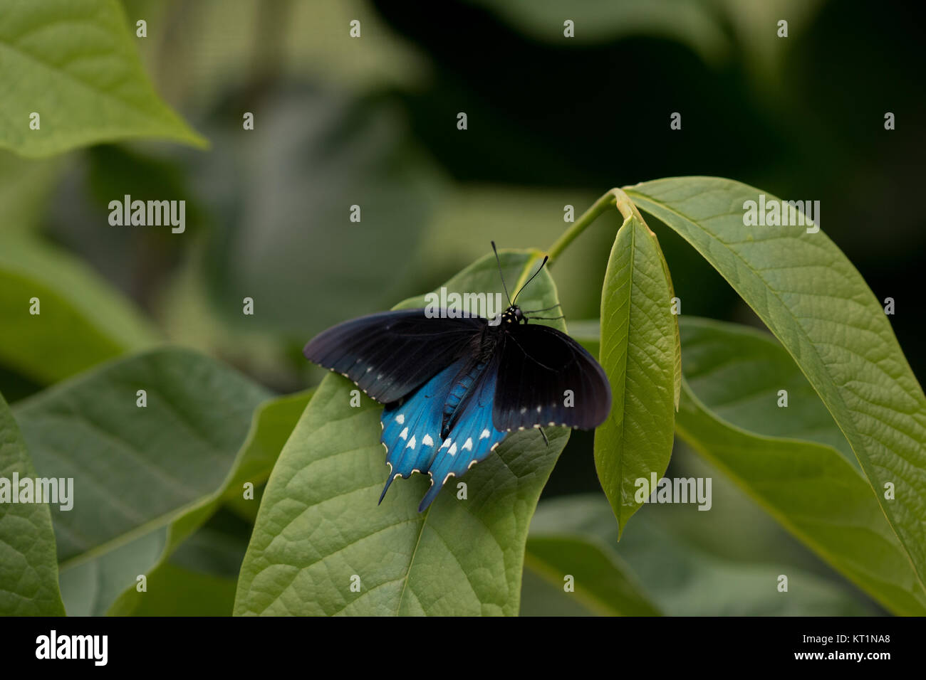 Especie (Battus philenor Pipevine) Foto de stock