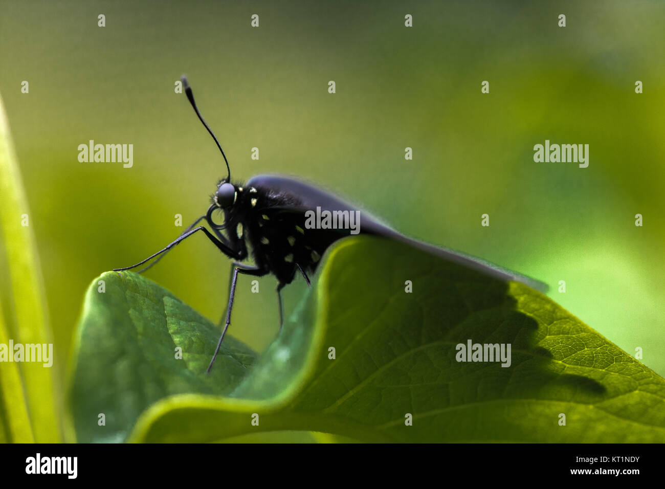 Especie (Battus philenor Pipevine) Foto de stock