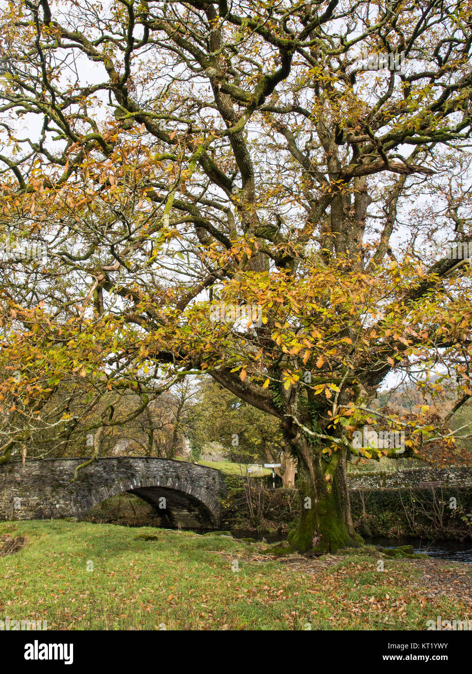 Un gran árbol de roble muestra colores de otoño junto al río Rothay y un puente de arco de piedra tradicional cerca de Ambleside en Inglaterra's Lake District unidas Foto de stock