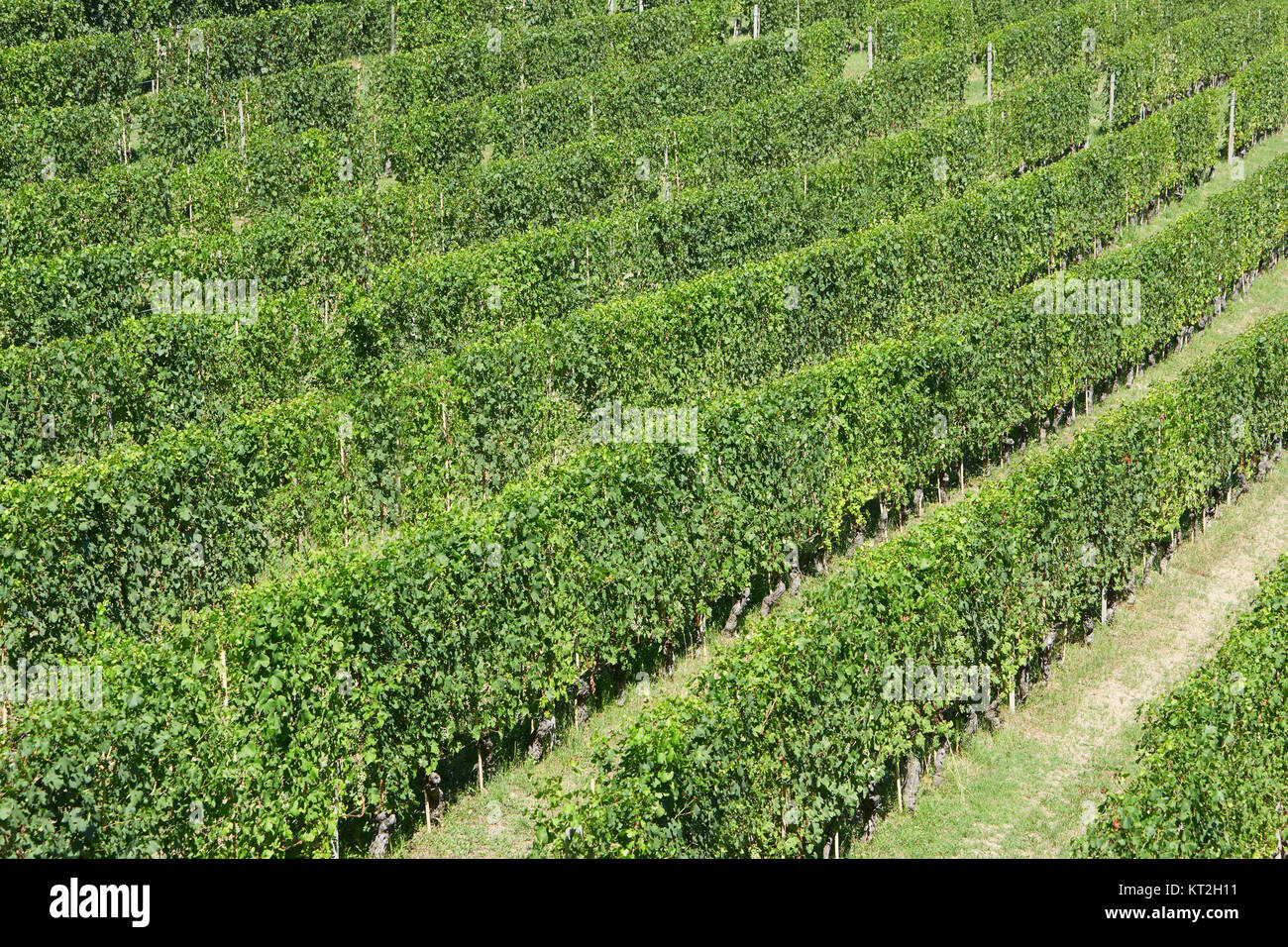 Verdes viñedos en un día soleado, un alto ángulo de visualización Foto de stock