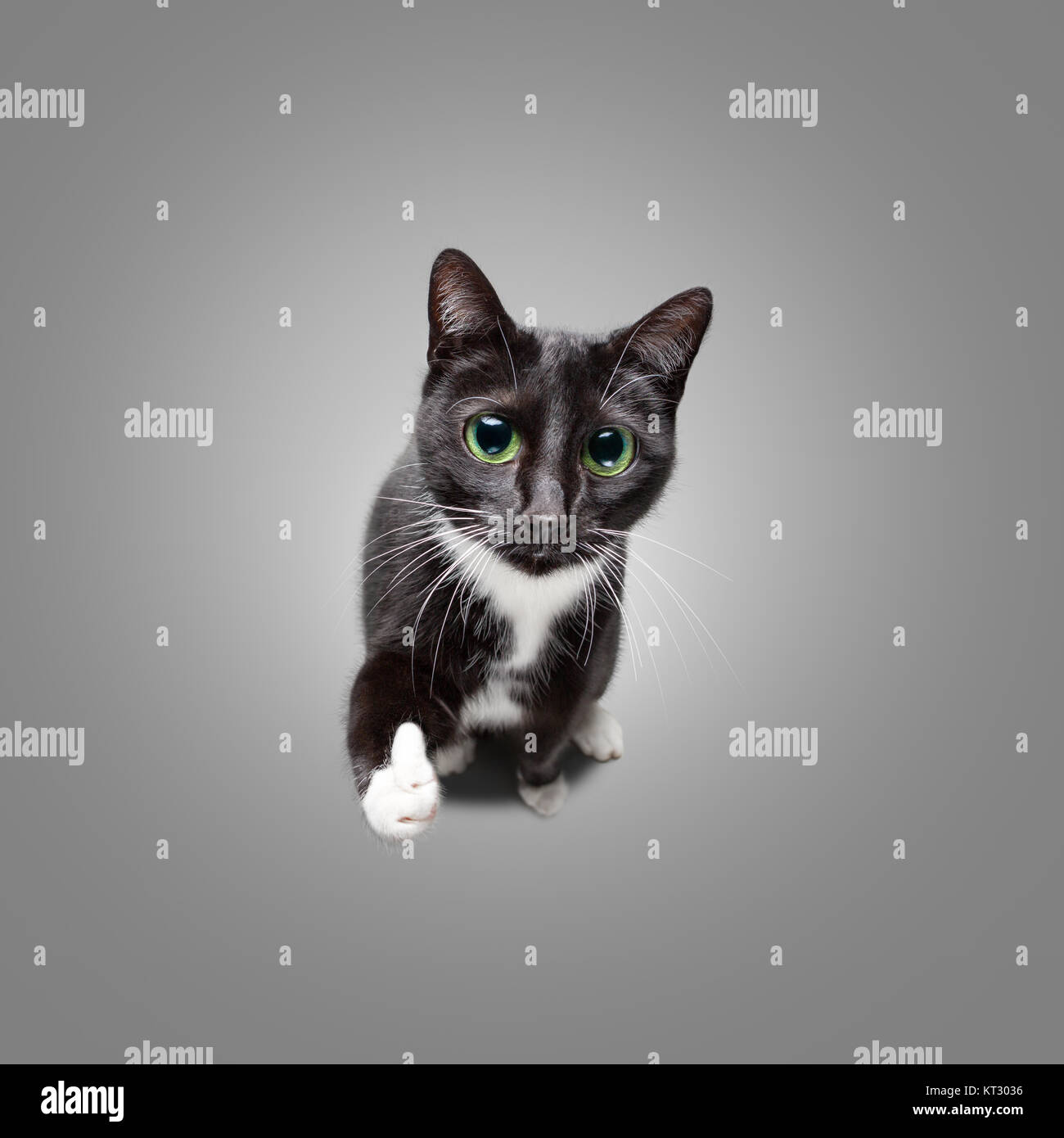 Lindo gato dando pulgares arriba Fotografía de stock - Alamy