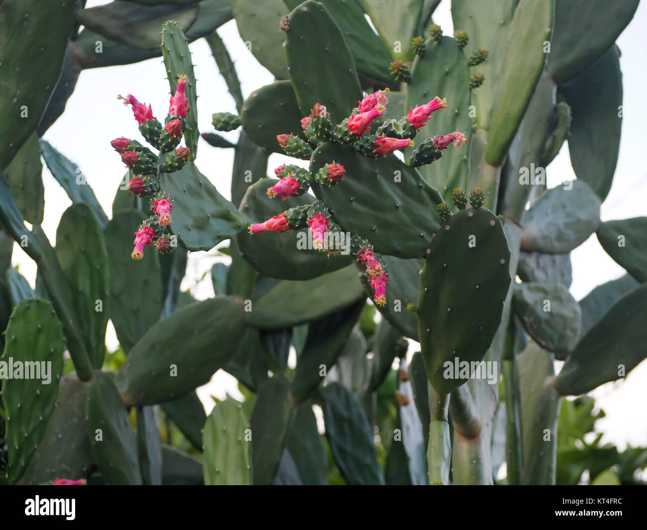 Flores de cactus. Foto de stock