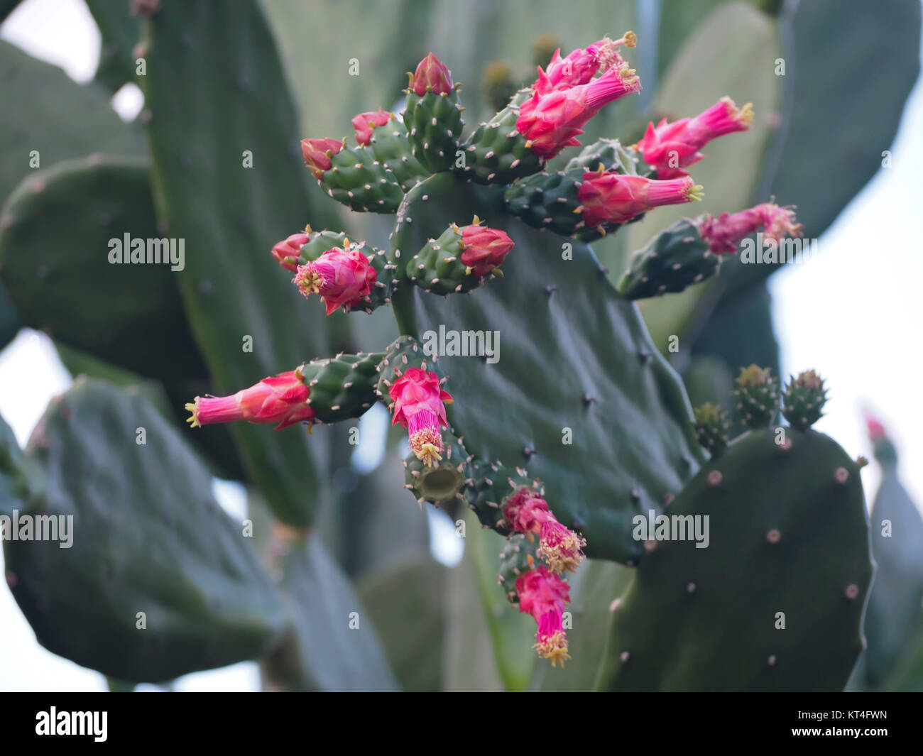 Flores de cactus Foto de stock