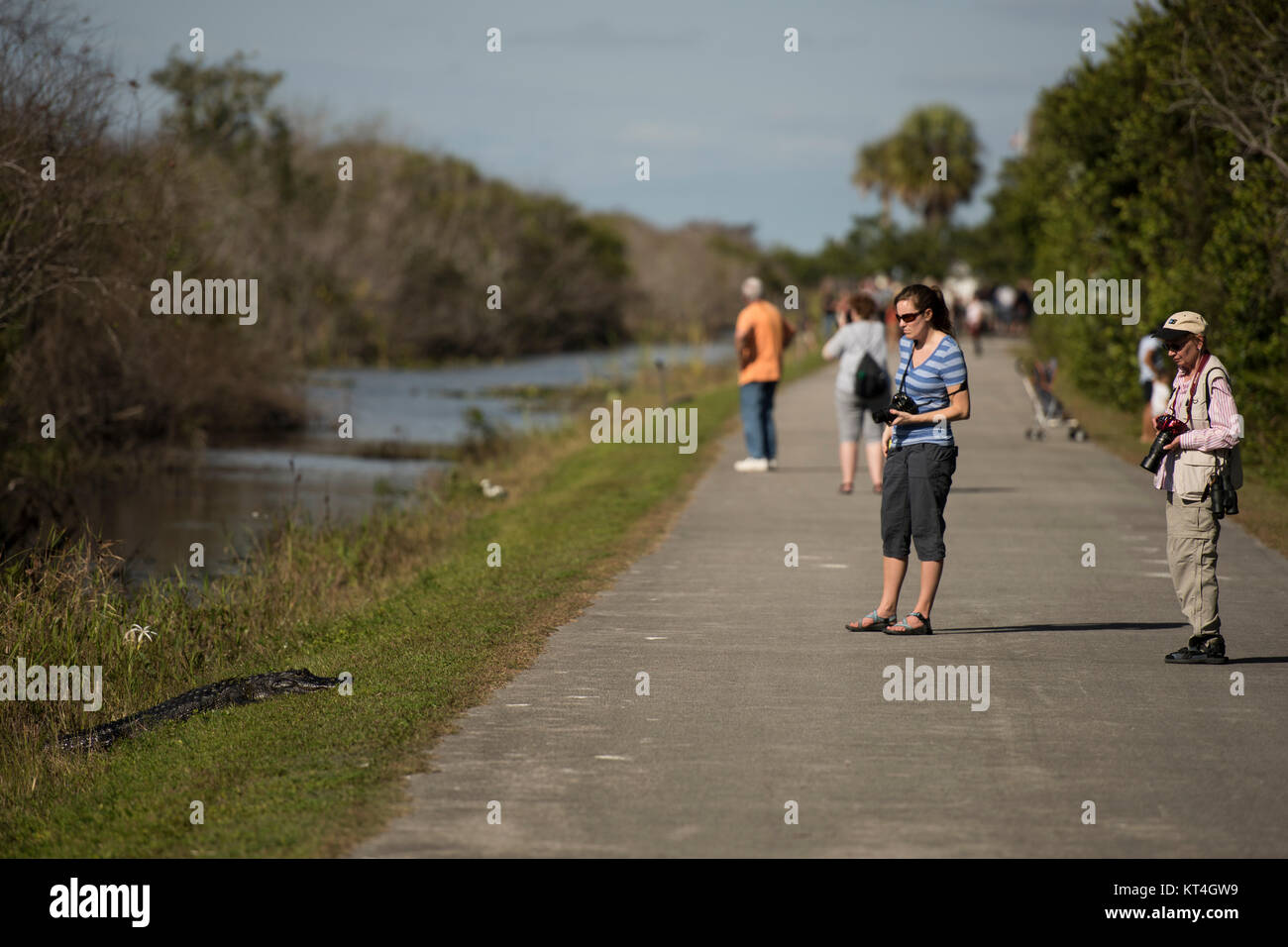 Turistas mirando cocodrilo americano Foto de stock