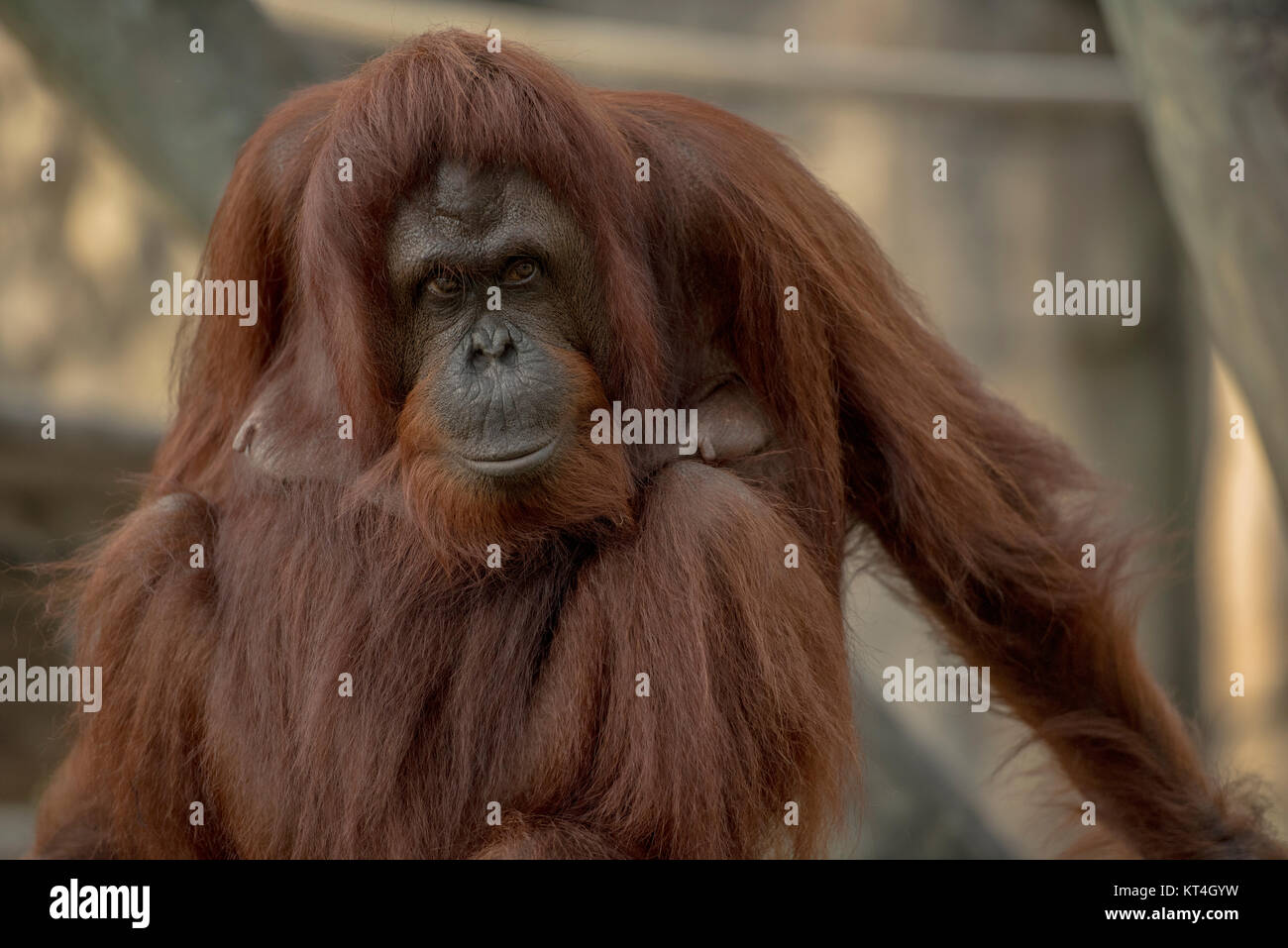 Orangután Foto de stock