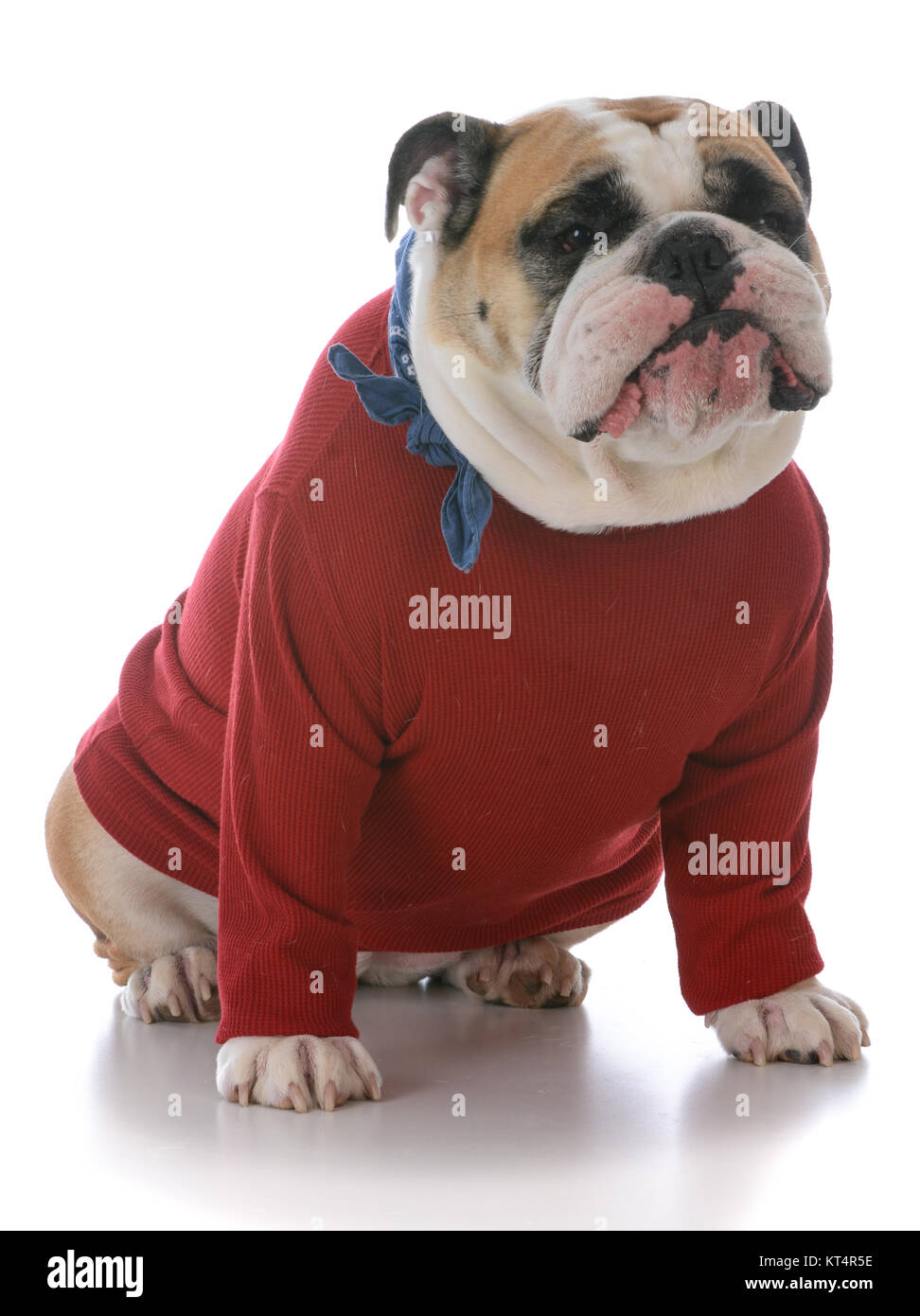 Bulldog Inglés femenina vistiendo remera roja sobre fondo blanco Fotografía  de stock - Alamy