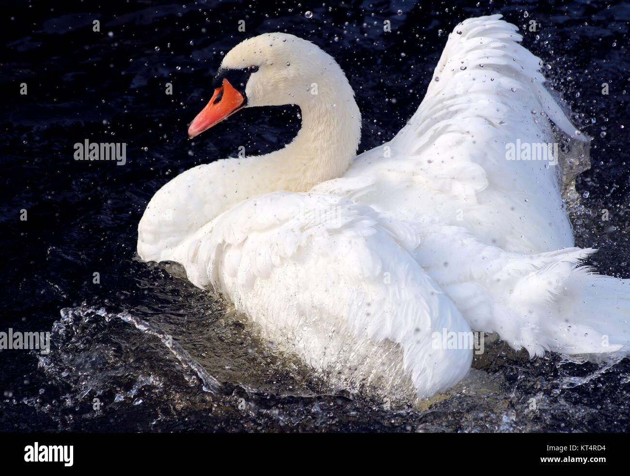 Hermoso Cisne salpicaduras y mostrando sus magníficas alas de blanco como si bailando en el lago Foto de stock