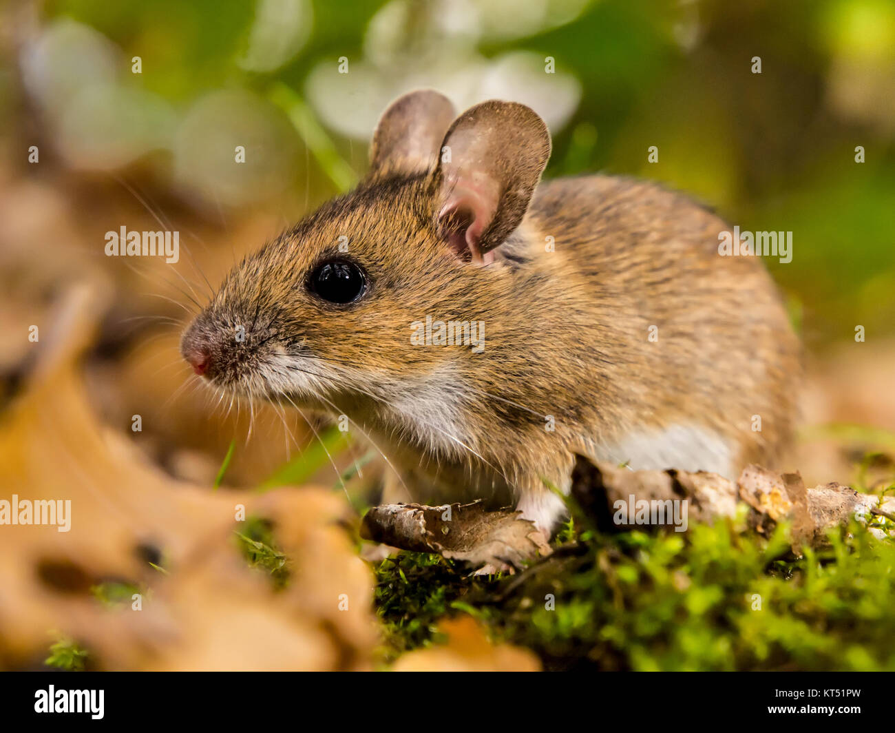 Cuello amarillo en el hábitat natural del ratón Foto de stock
