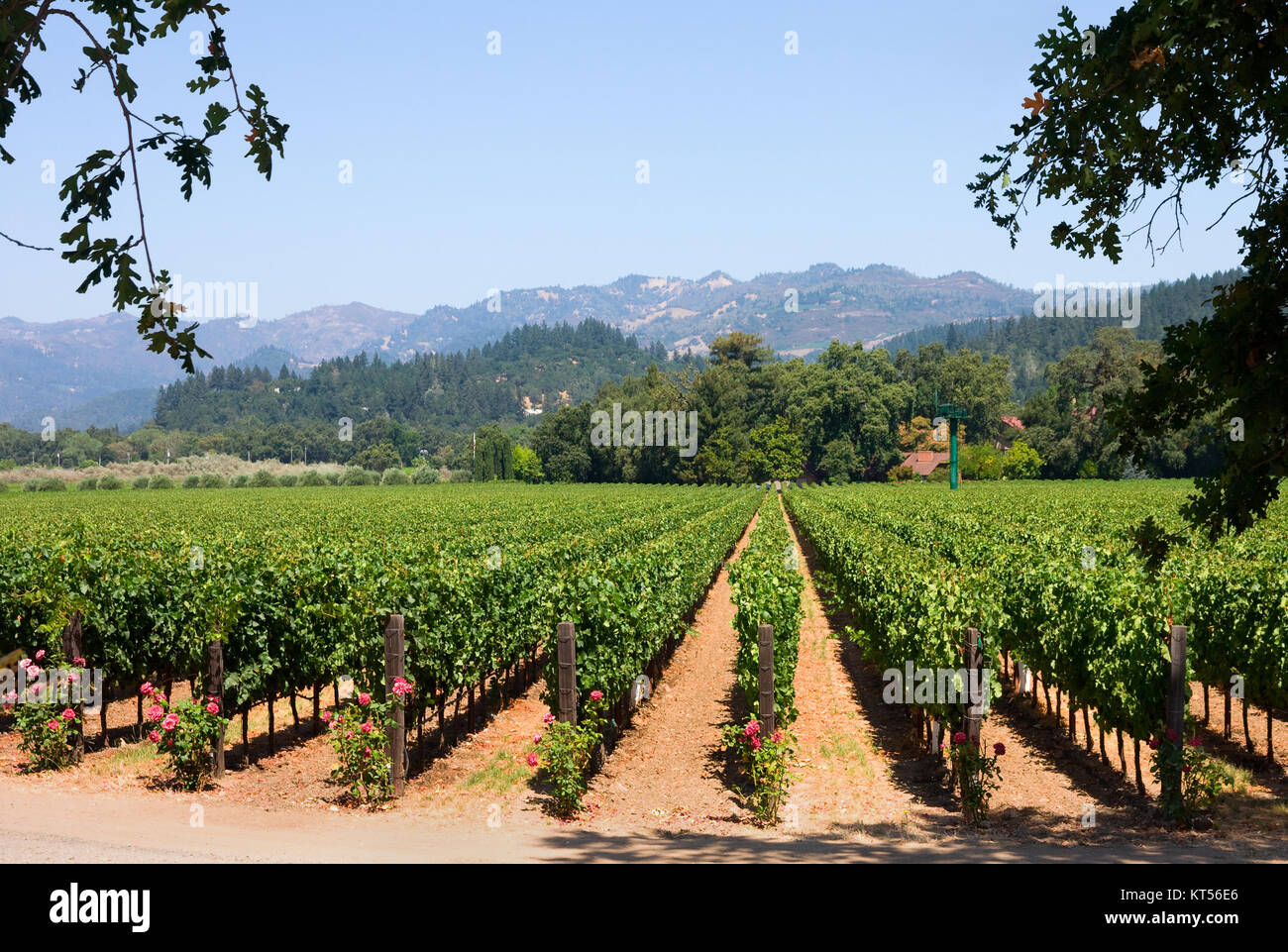 Viñedos del Valle de Napa en California Foto de stock