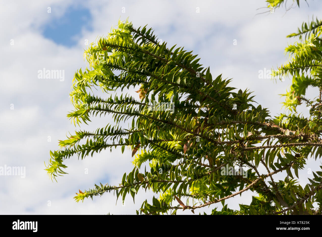 Verde araucaria en sky en verano Foto de stock