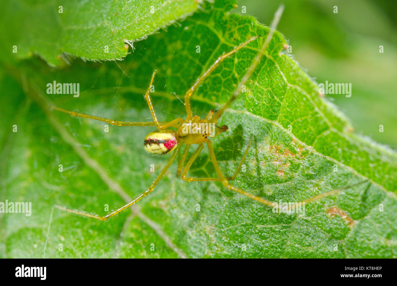Araña (rayas de caramelo Enoplognatha ovata - forma masculina redimita latimana). Sussex, UK Foto de stock