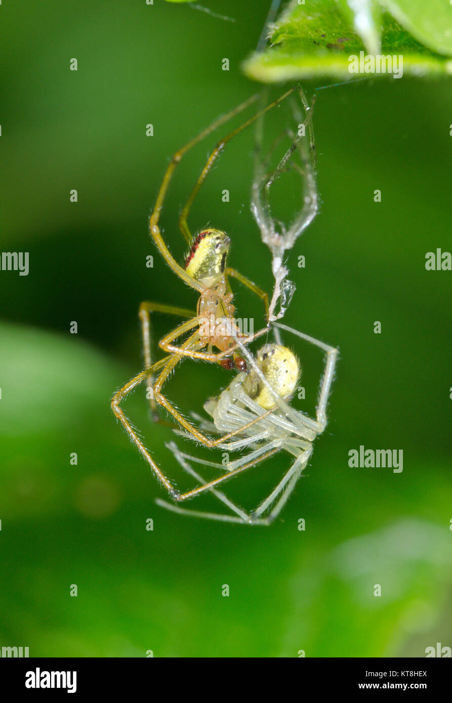 Araña (rayas de caramelo - latimana Enoplognatha ovata) par de apareamiento de las arañas 2 de 2. Sussex, UK Foto de stock