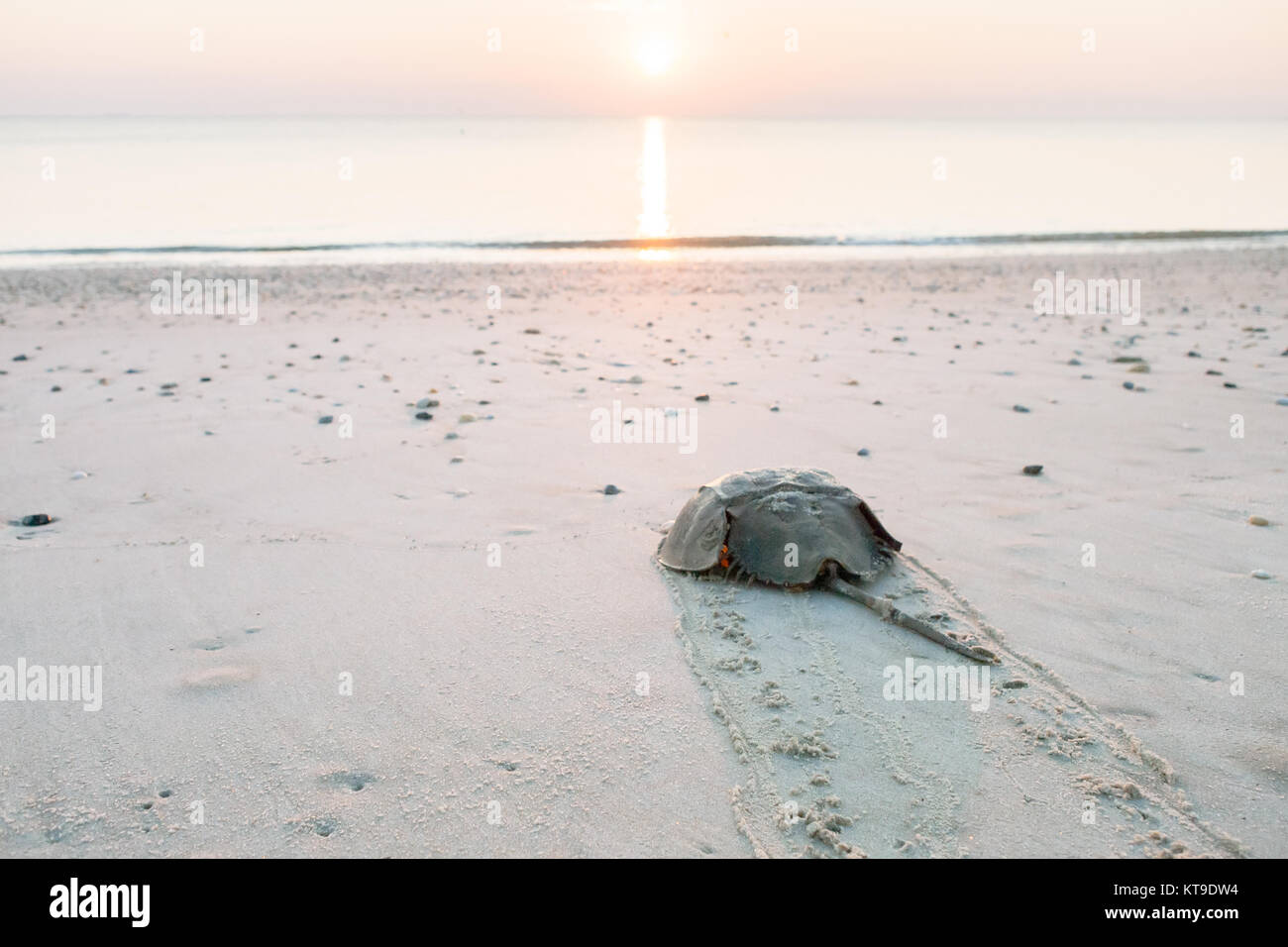 Límulo arrastrándose de vuelta al océano en la playa en la Bahía Delaware al amanecer. Foto de stock