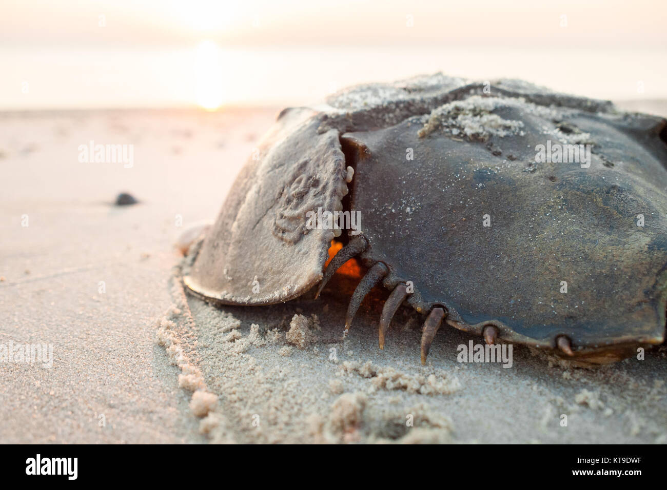 Límulo arrastrándose de vuelta al océano en la playa en la Bahía Delaware al amanecer. Foto de stock