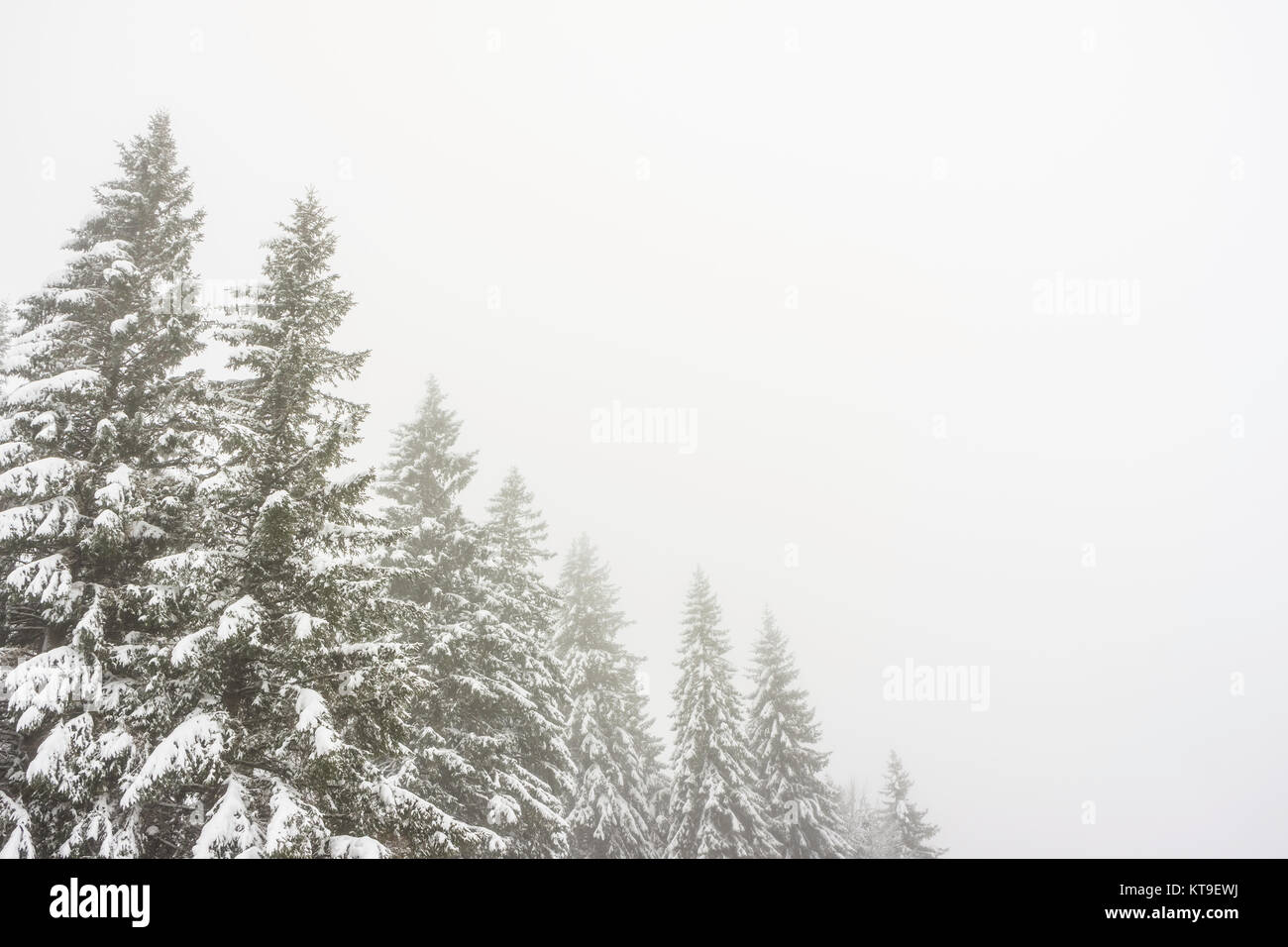 Abetos nevados y congelado en una atmósfera de niebla con un amplio y claro espacio de copia. Foto de stock