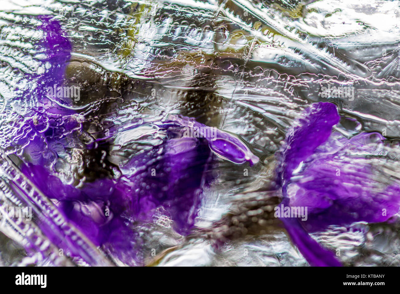 flores en hielo Foto de stock
