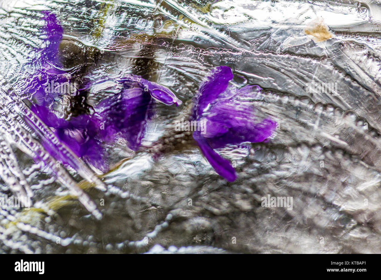 flores en hielo Foto de stock